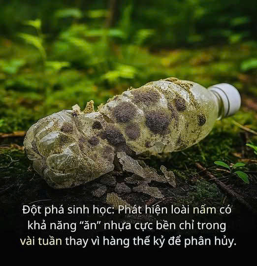 nấm ăn nhựa