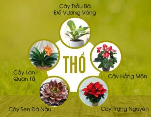  Mệnh Thổ trồng cây gì để sinh tài lộc? Ý Nghĩa của các cây để bàn Mệnh Thổ