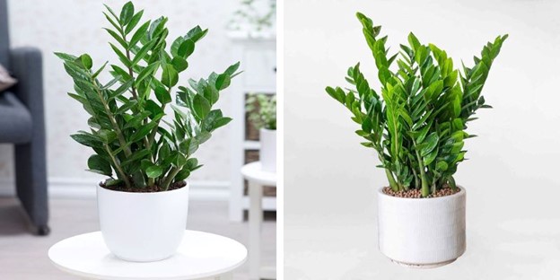 Mệnh Kim hợp cây gì? 10+ loại cây phong thủy hút tài lộc & may mắn