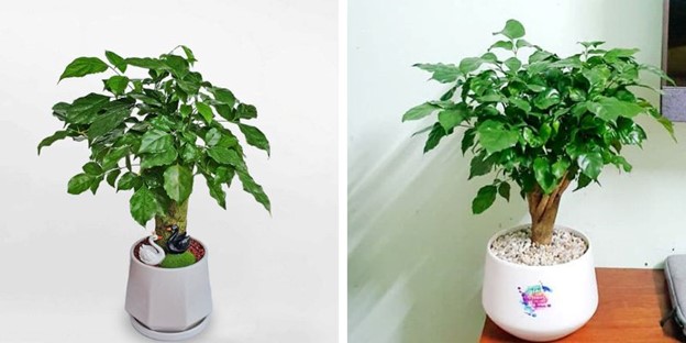 Mệnh Kim hợp cây gì? 10+ loại cây phong thủy hút tài lộc & may mắn