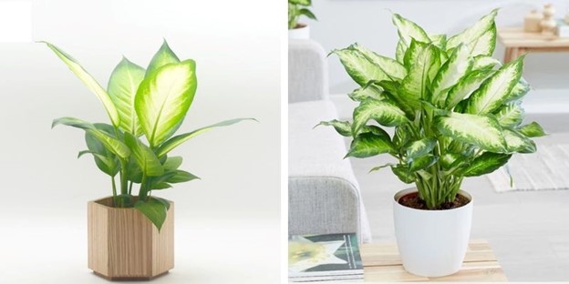 Mệnh Kim hợp cây gì? 10+ loại cây phong thủy hút tài lộc & may mắn