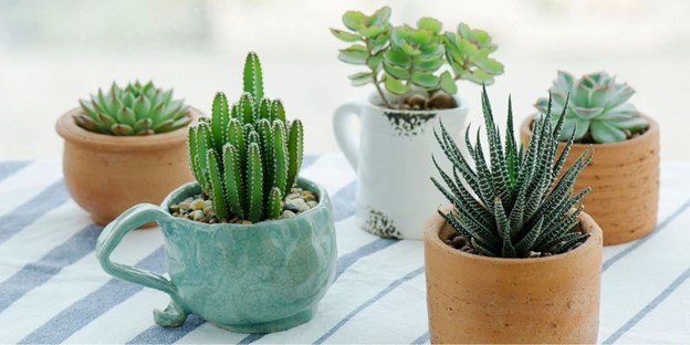 Mệnh Kim hợp cây gì? 10+ loại cây phong thủy hút tài lộc & may mắn