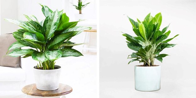 Mệnh Kim hợp cây gì? 10+ loại cây phong thủy hút tài lộc & may mắn