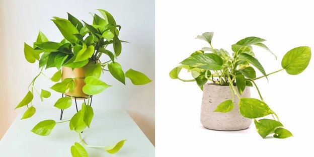 Mệnh Kim hợp cây gì? 10+ loại cây phong thủy hút tài lộc & may mắn