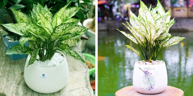 Mệnh Kim hợp cây gì? 10+ loại cây phong thủy hút tài lộc & may mắn