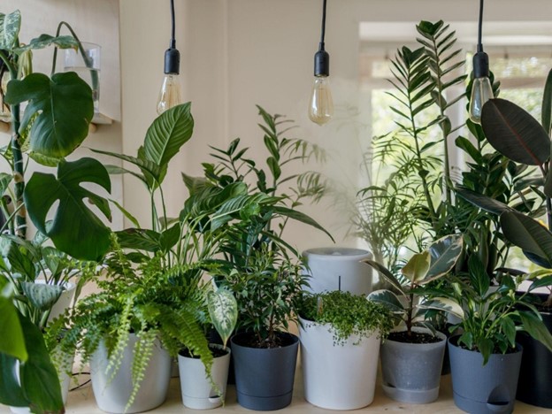 Mệnh Kim hợp cây gì? 10+ loại cây phong thủy hút tài lộc & may mắn