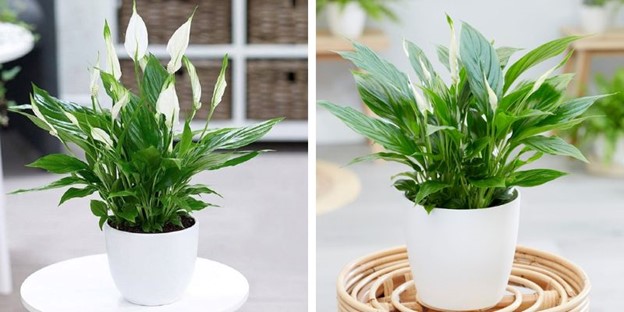Mệnh Kim hợp cây gì? 10+ loại cây phong thủy hút tài lộc & may mắn