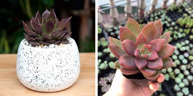 Mệnh Kim hợp cây gì? 10+ loại cây phong thủy hút tài lộc & may mắn