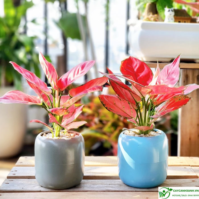 Chọn Cây Phong Thủy Cho Người Mệnh Thổ