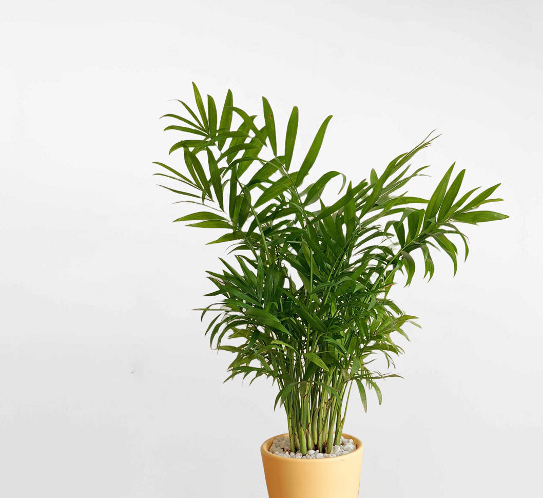 Mệnh Hỏa Hợp Cây Gì? 10 Loại Cây Phong Thủy Cho Mệnh Hỏa Mang Lại Tài Lộc