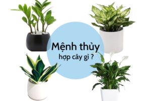 Mệnh Thủy Hợp Cây Gì? 10 Loại Cây Phong Thủy Cho Mệnh Thủy Mang Lại Tài Lộc