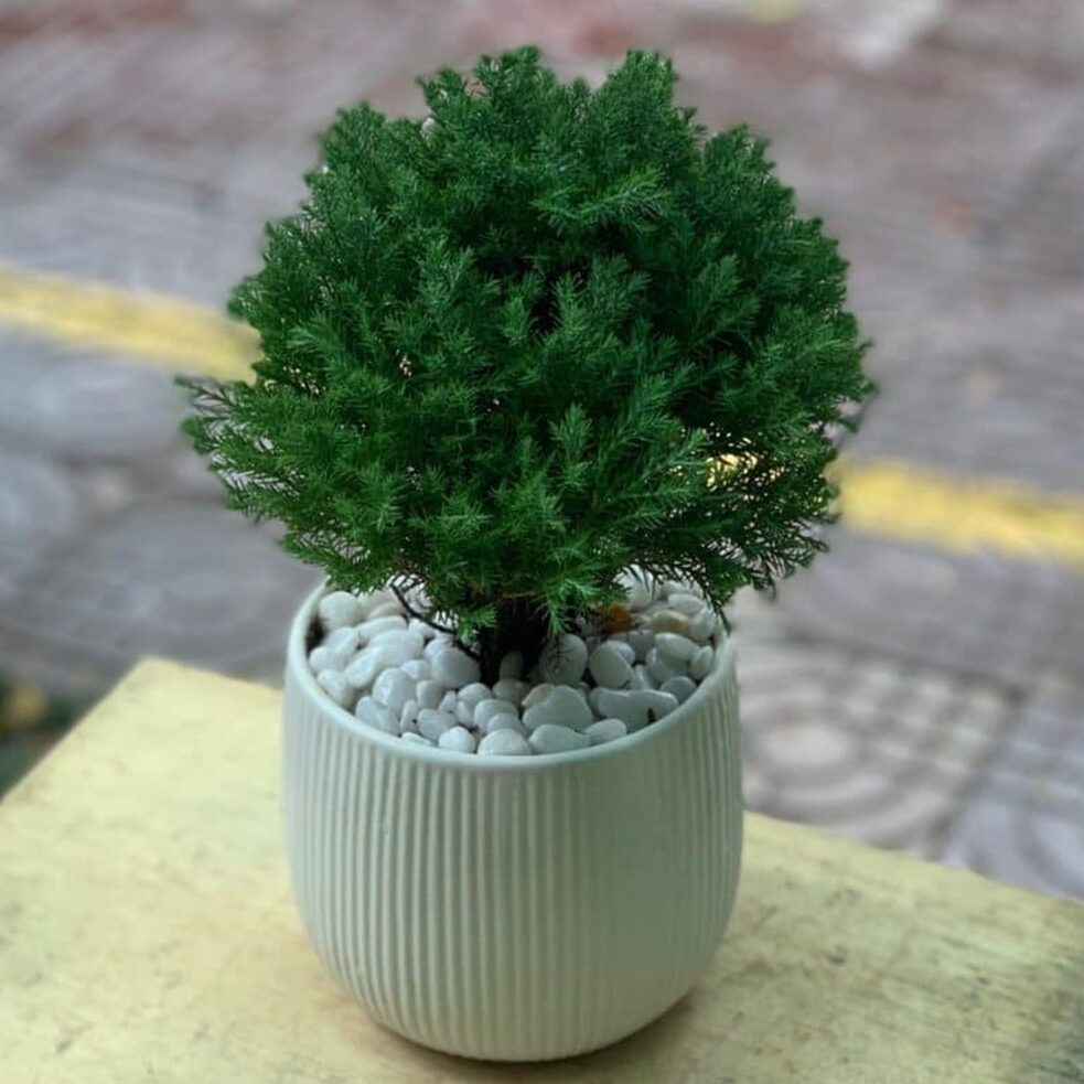 Mệnh Thủy Hợp Cây Gì? 10 Loại Cây Phong Thủy Cho Mệnh Thủy Mang Lại Tài Lộc