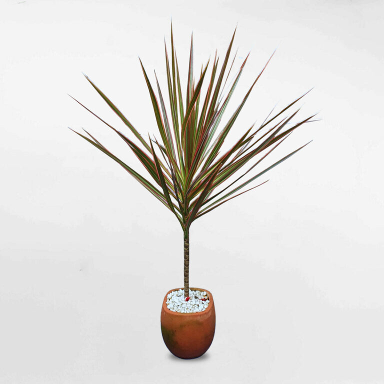 Trong bối cảnh ô nhiễm không khí ngày càng trầm trọng, việc tìm kiếm giải pháp để cải thiện chất lượng không khí trong không gian sống là mối quan tâm hàng đầu của nhiều gia đình. Ngoài các thiết bị công nghệ hiện đại, thiên nhiên ban tặng cho chúng ta một "máy lọc" vô cùng hiệu quả và thân thiện: đó chính là các loại cây và hoa có khả năng thanh lọc không khí.Không chỉ mang đến vẻ đẹp tươi mát, tăng tính thẩm mỹ cho ngôi nhà, những loại cây cảnh này còn có khả năng hấp thụ các chất độc hại, thải ra oxy, giúp không gian sống trở nên trong lành, dễ chịu hơn. Bài viết này sẽ đi sâu khám phá lợi ích của cây xanh trong nhà, giới thiệu chi tiết top các loại cây cảnh thanh lọc không khí tốt nhất được NASA công nhận, cùng hướng dẫn cách chăm sóc và bố trí hợp lý để bạn có thể biến ngôi nhà của mình thành một ốc đảo xanh mát và an toàn!