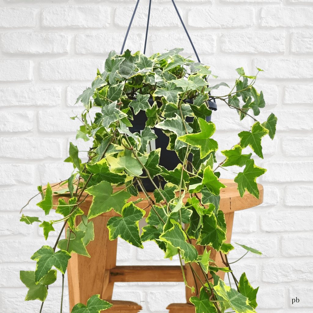 Trong bối cảnh ô nhiễm không khí ngày càng trầm trọng, việc tìm kiếm giải pháp để cải thiện chất lượng không khí trong không gian sống là mối quan tâm hàng đầu của nhiều gia đình. Ngoài các thiết bị công nghệ hiện đại, thiên nhiên ban tặng cho chúng ta một "máy lọc" vô cùng hiệu quả và thân thiện: đó chính là các loại cây và hoa có khả năng thanh lọc không khí.Không chỉ mang đến vẻ đẹp tươi mát, tăng tính thẩm mỹ cho ngôi nhà, những loại cây cảnh này còn có khả năng hấp thụ các chất độc hại, thải ra oxy, giúp không gian sống trở nên trong lành, dễ chịu hơn. Bài viết này sẽ đi sâu khám phá lợi ích của cây xanh trong nhà, giới thiệu chi tiết top các loại cây cảnh thanh lọc không khí tốt nhất được NASA công nhận, cùng hướng dẫn cách chăm sóc và bố trí hợp lý để bạn có thể biến ngôi nhà của mình thành một ốc đảo xanh mát và an toàn!